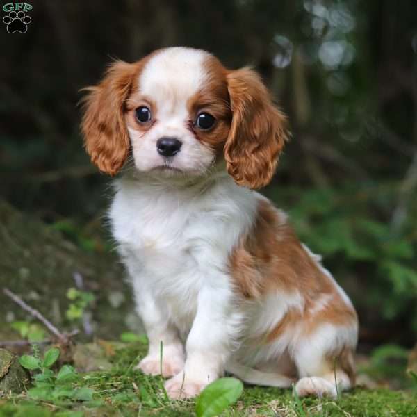 Jetro, Cavalier King Charles Spaniel Puppy